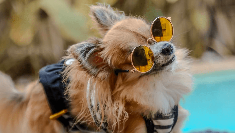 Pet Friendly